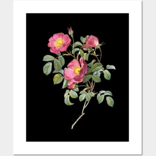 Vintage Rose #2 Posters and Art